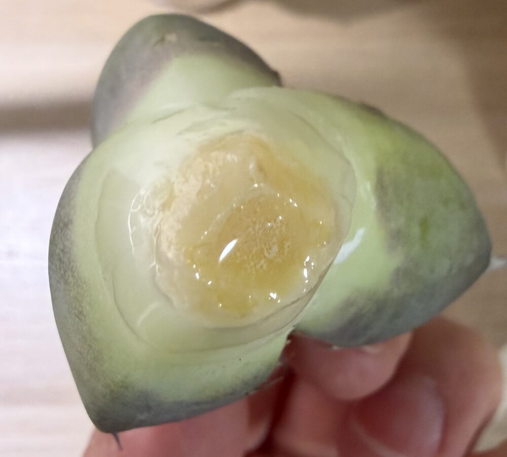 黒豹発根管理10日目