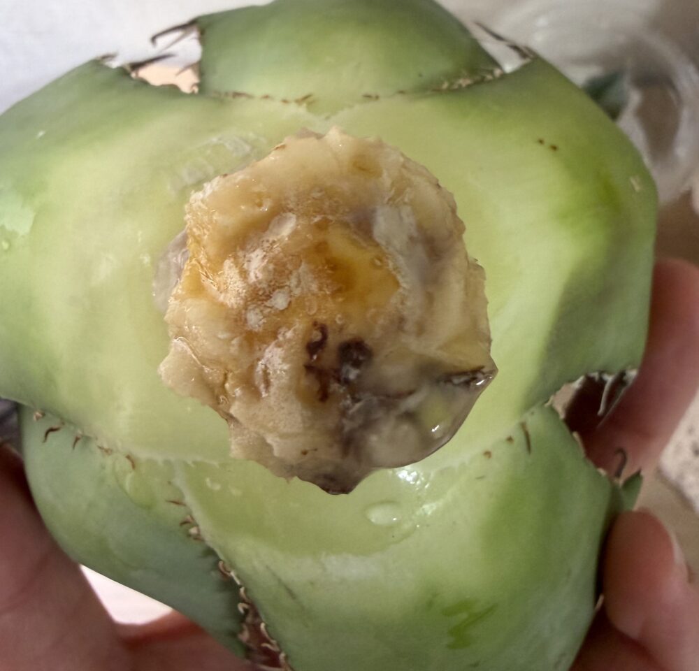 白鯨発根管理10日目