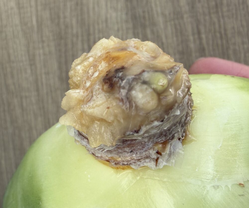 白鯨発根管理11日目