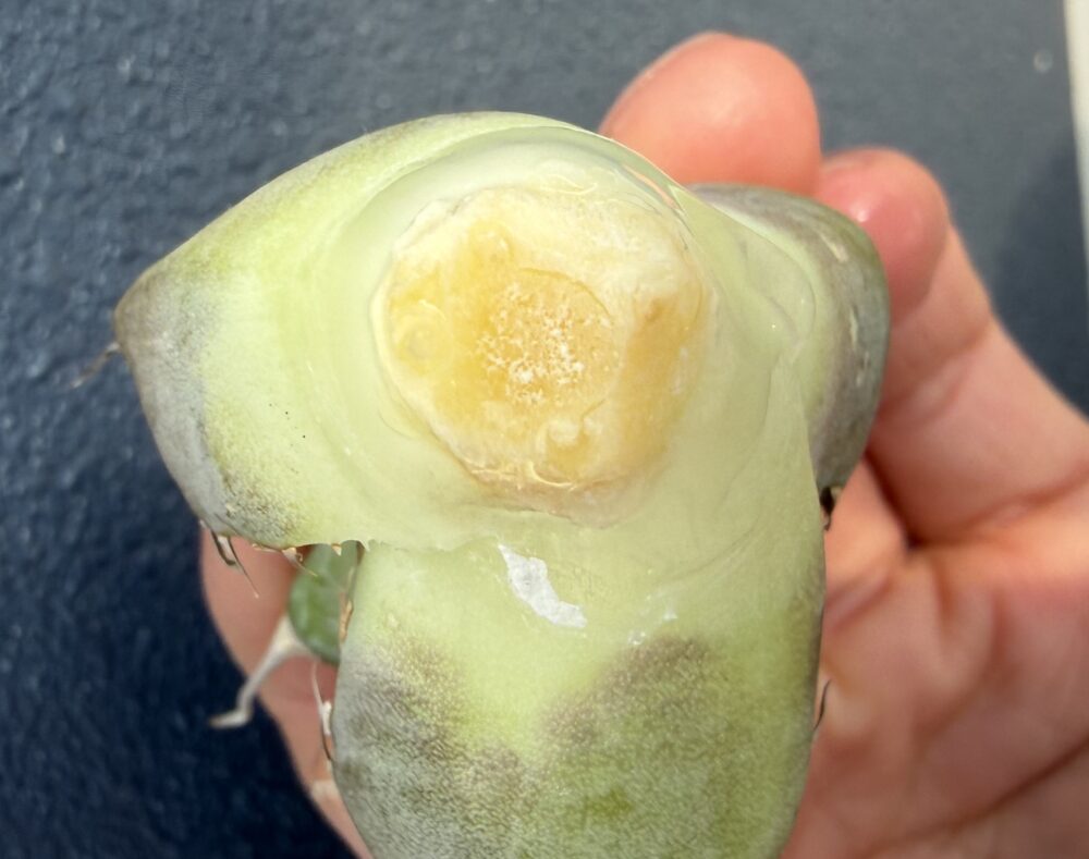 黒豹発根管理11日目