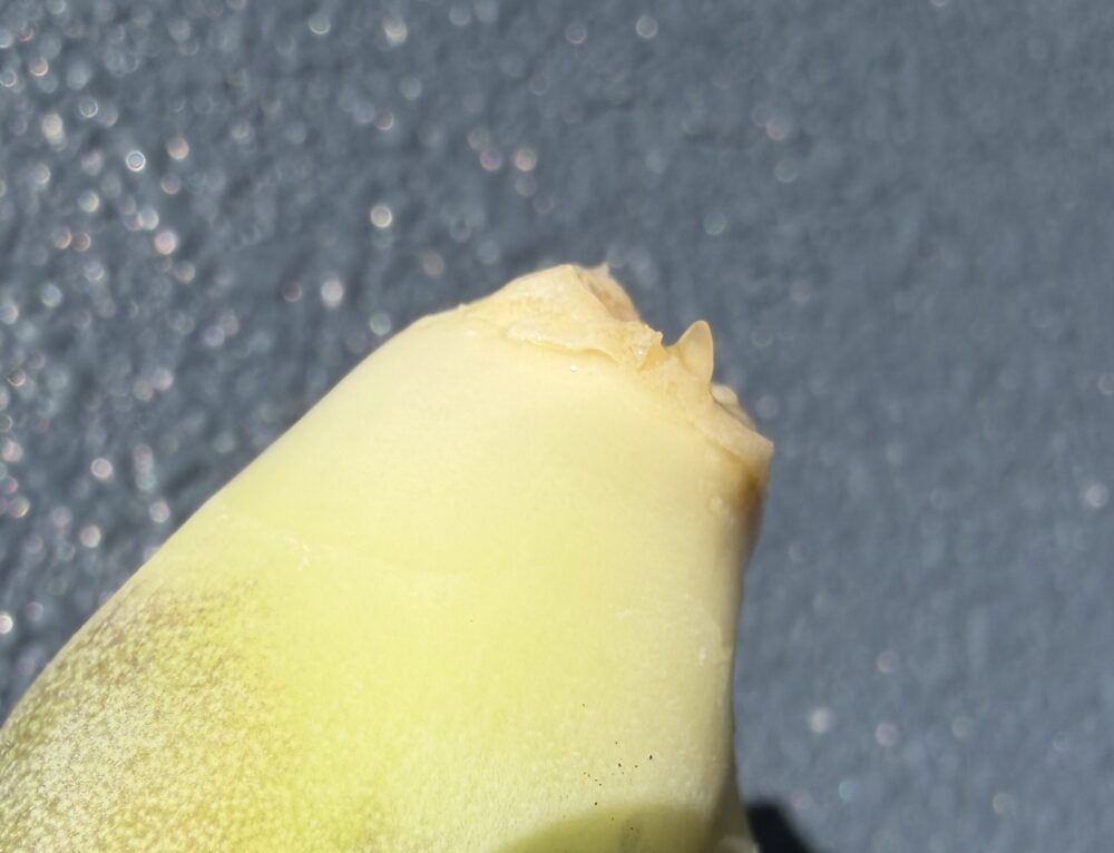 黒豹発根管理11日目