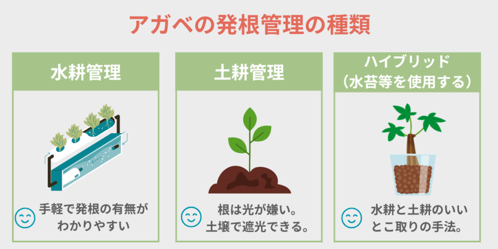 アガベの発根管理の種類図表