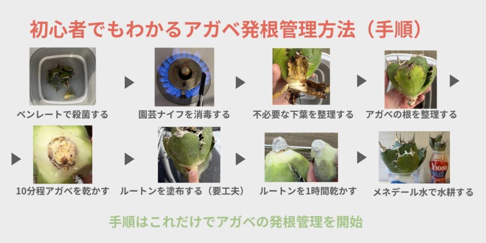 初心者でもわかる発根管理方法図表