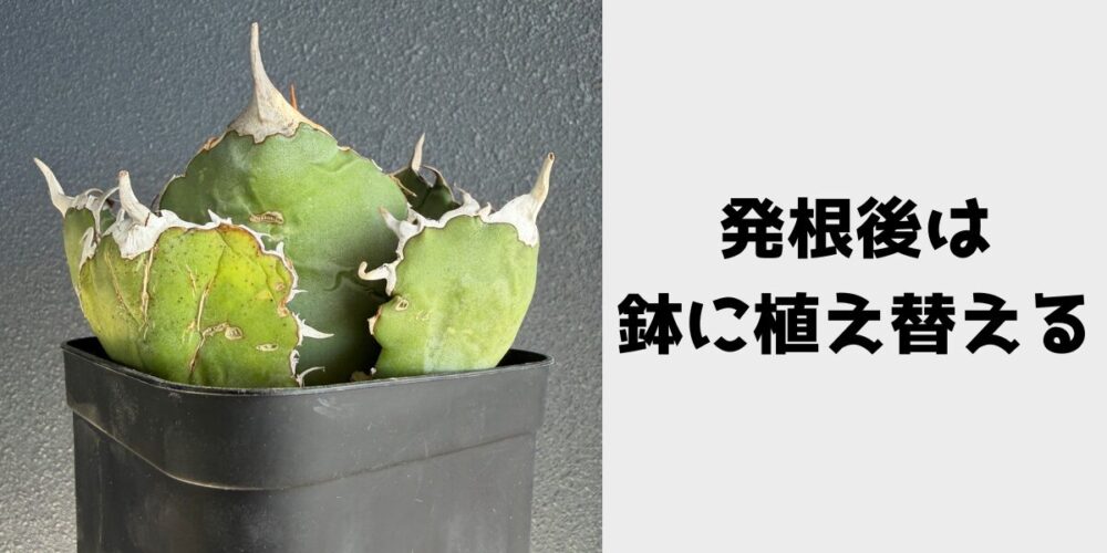 発根後は鉢に植え替える