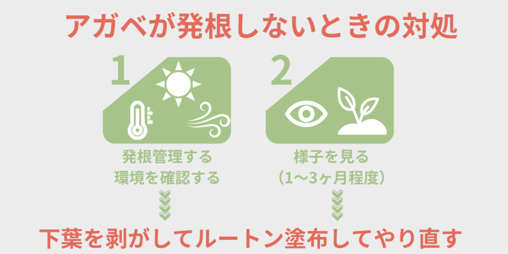 アガベが発根しないときの対処図表