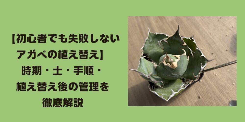 アガベ植え替えトップ画像