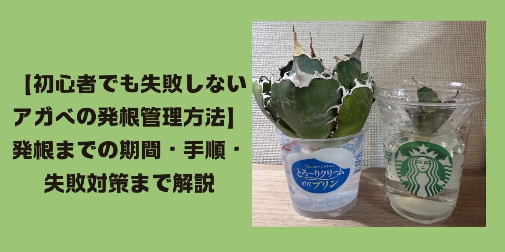 アガベ発根管理トップ