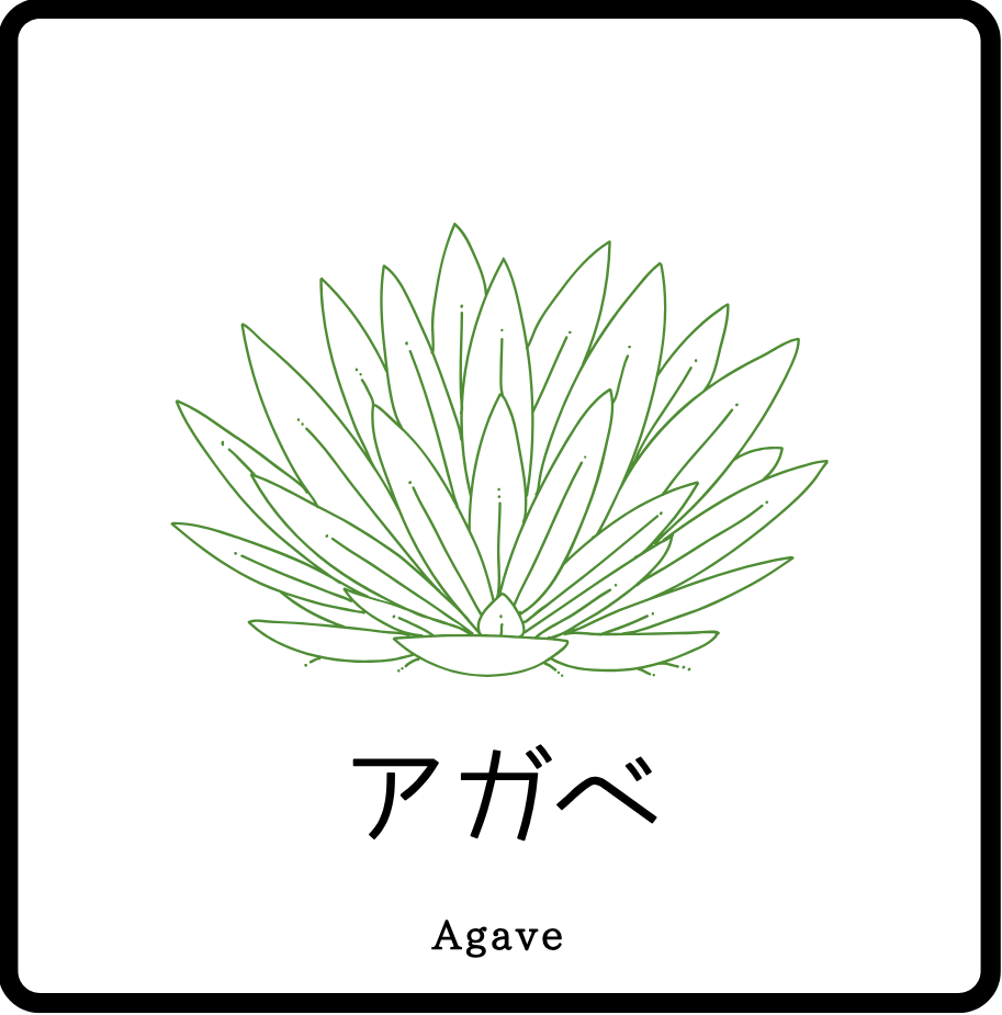 アガベ