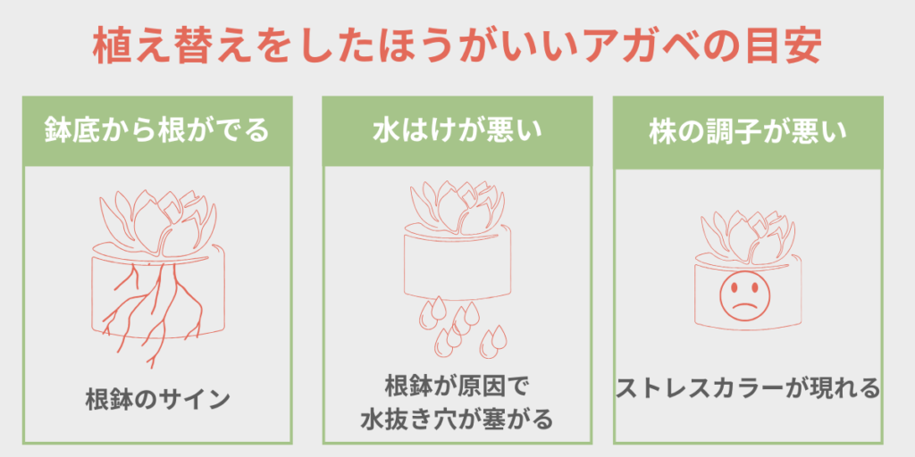 植え替えをしたほうがいいアガベの目安図表