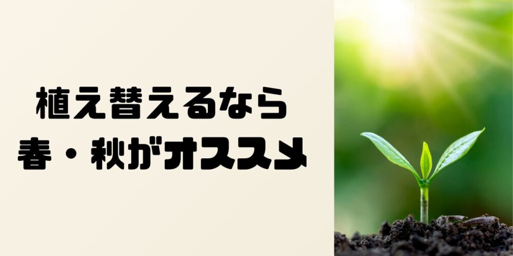 植え替えにオススメな時期は春と秋の画像