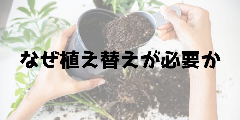 なぜ植え替えが必要か画像