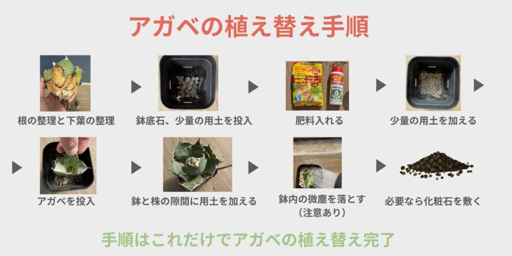 アガベ植え替え手順図表