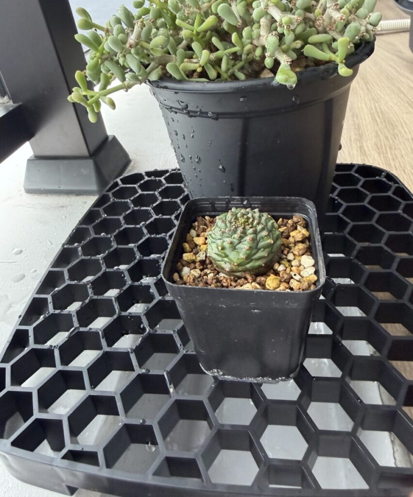 ドレイニングトレイに植物設置