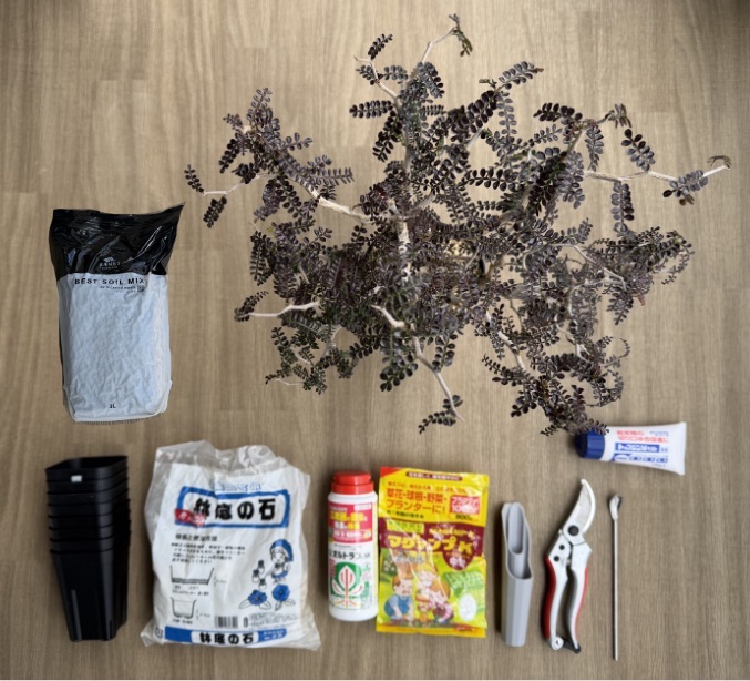 パキプスの植え替えに必要な道具一式｜鉢・用土・鉢底石・マグァンプK・オルトランDX・トップジンM・剪定バサミを並べた様子
