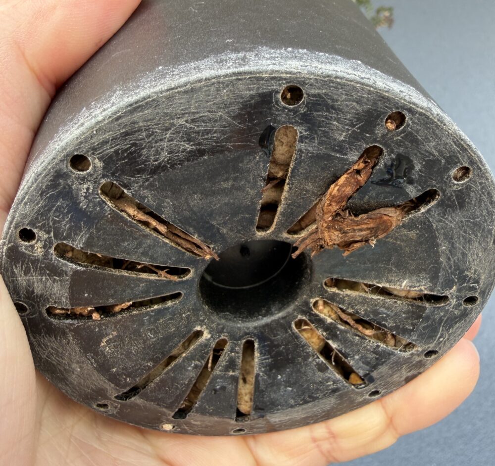 パキプスを植えたロングポットの底面｜排水穴から根がはみ出している根鉢の状態