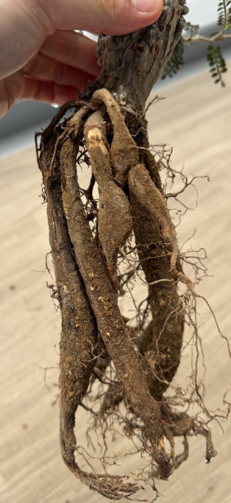 2026年3月・4回目の植え替え時のパキプスの根の状態（ロングポット使用・育成期間約1年）