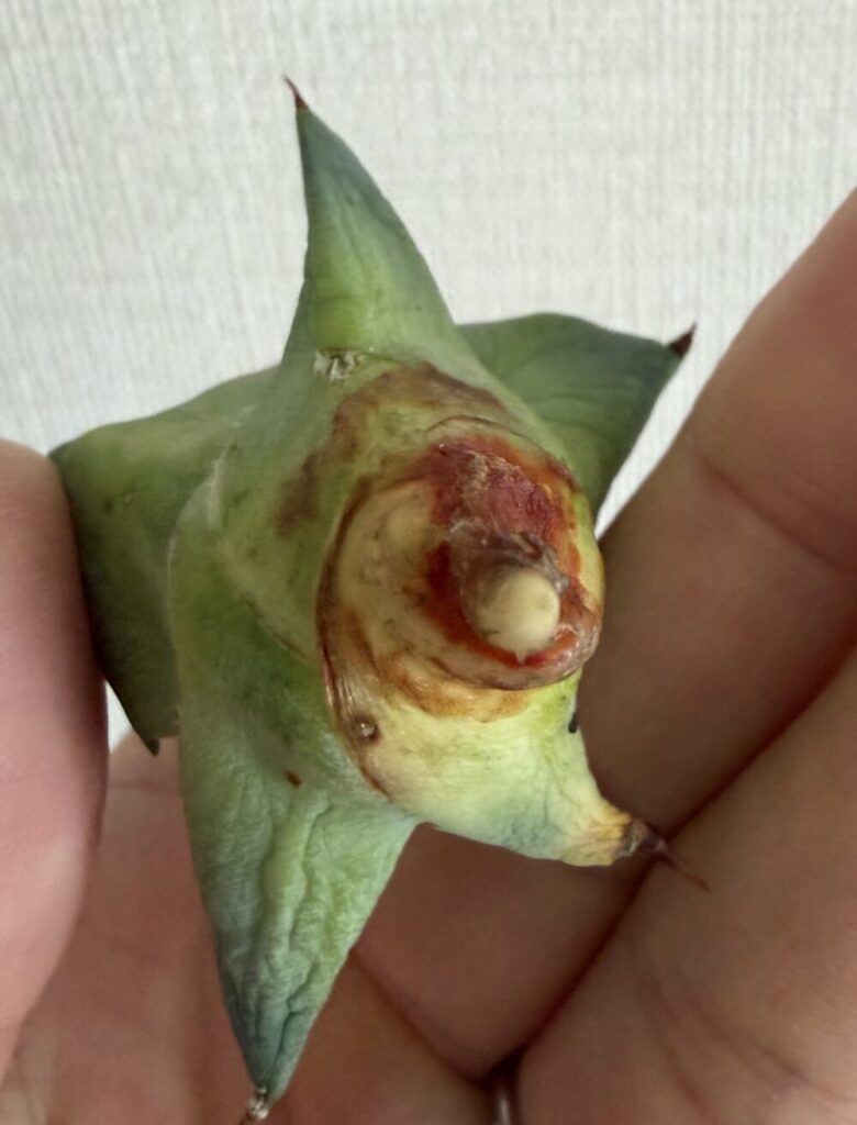 チャコボール発根管理3日目（2026.4.2）発根の兆しが見え始めたアガベ株元の状態