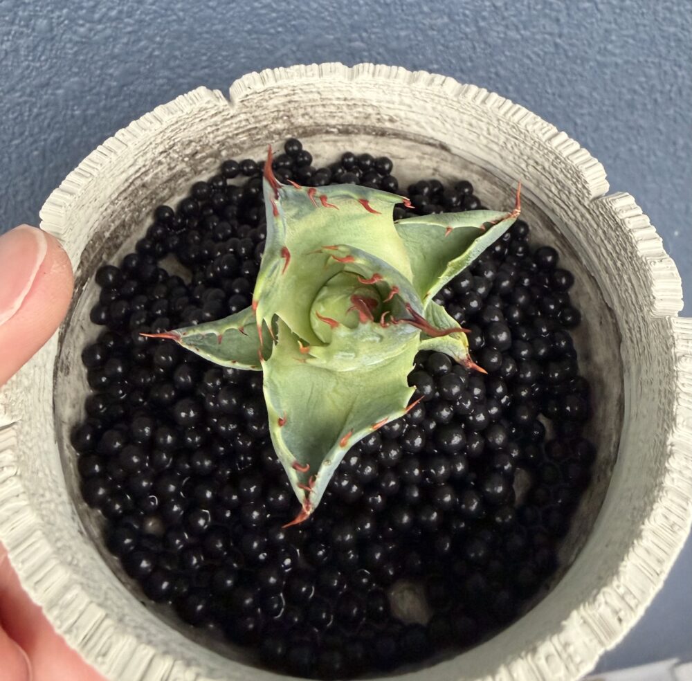 アガベの株をチャコボールの上に置いて発根管理している状態（上から見た図）