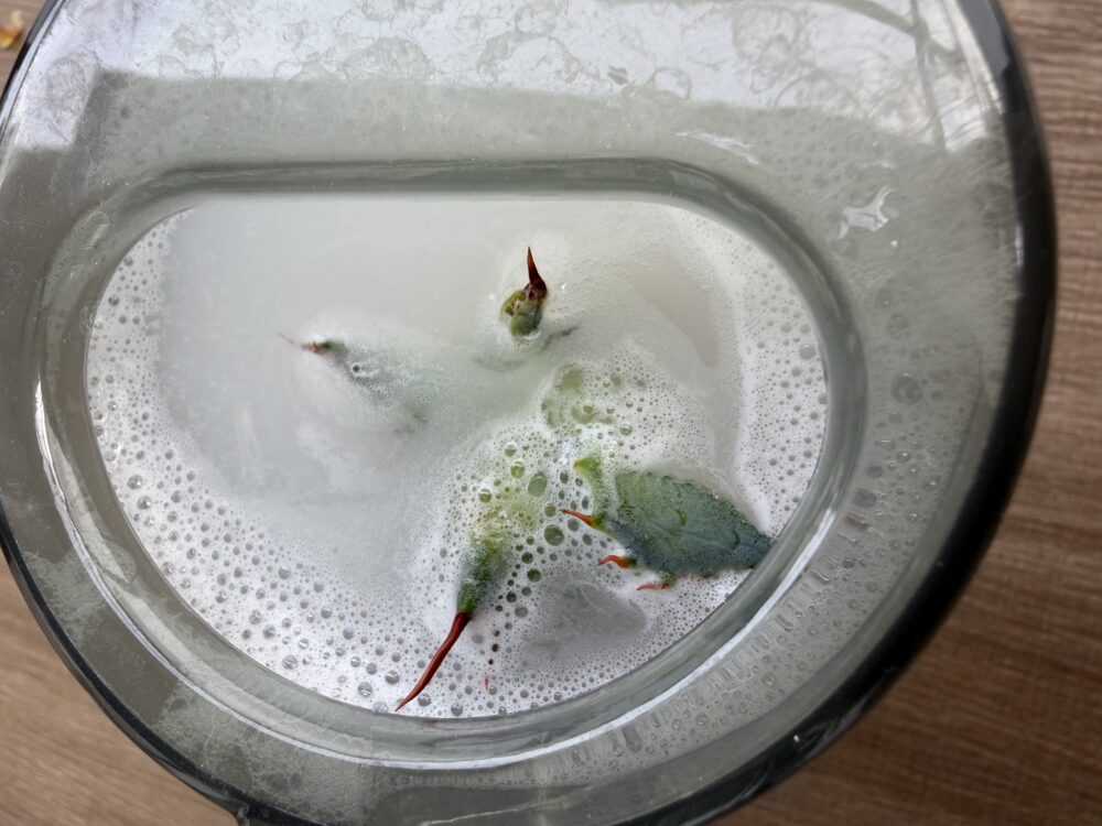 アガベの株元をベンレート水和剤の殺菌液にドブ漬けしている様子