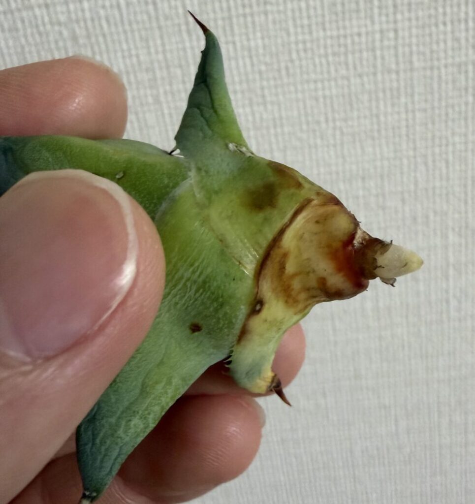 チャコボール発根管理4日目（2026.4.3）発根完了したアガベ株元の状態