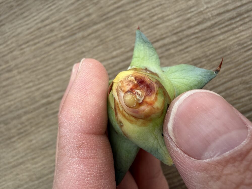 アガベの古い根・枯れた根を除去する前の株元の状態