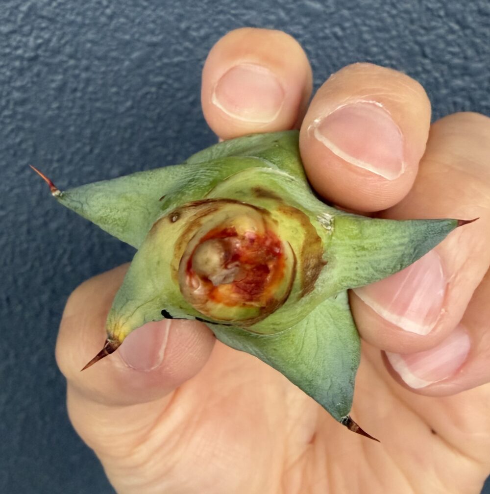 チャコボール発根管理1日目（2026.4.1）アガベ株元の状態