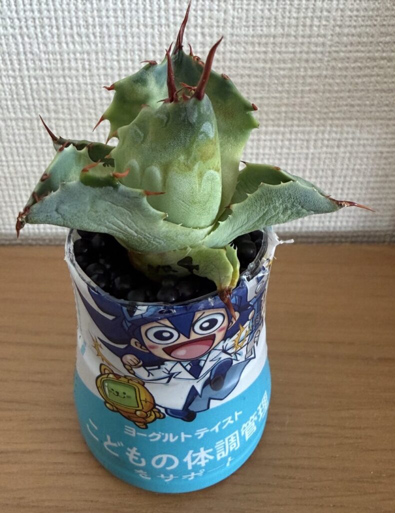 アガベをムテキッズの容器を切断したものでチャコボール発根管理している様子