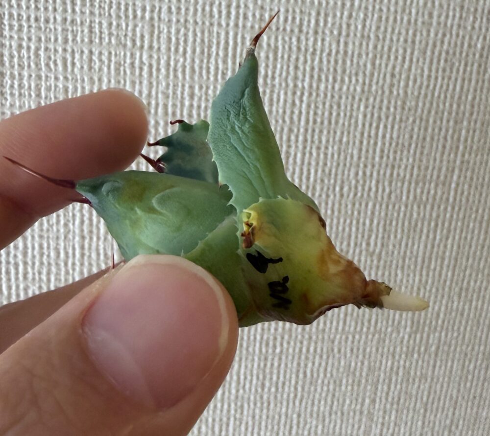 チャコボール発根管理5日目（2026.4.5）発根後のアガベ株元の状態