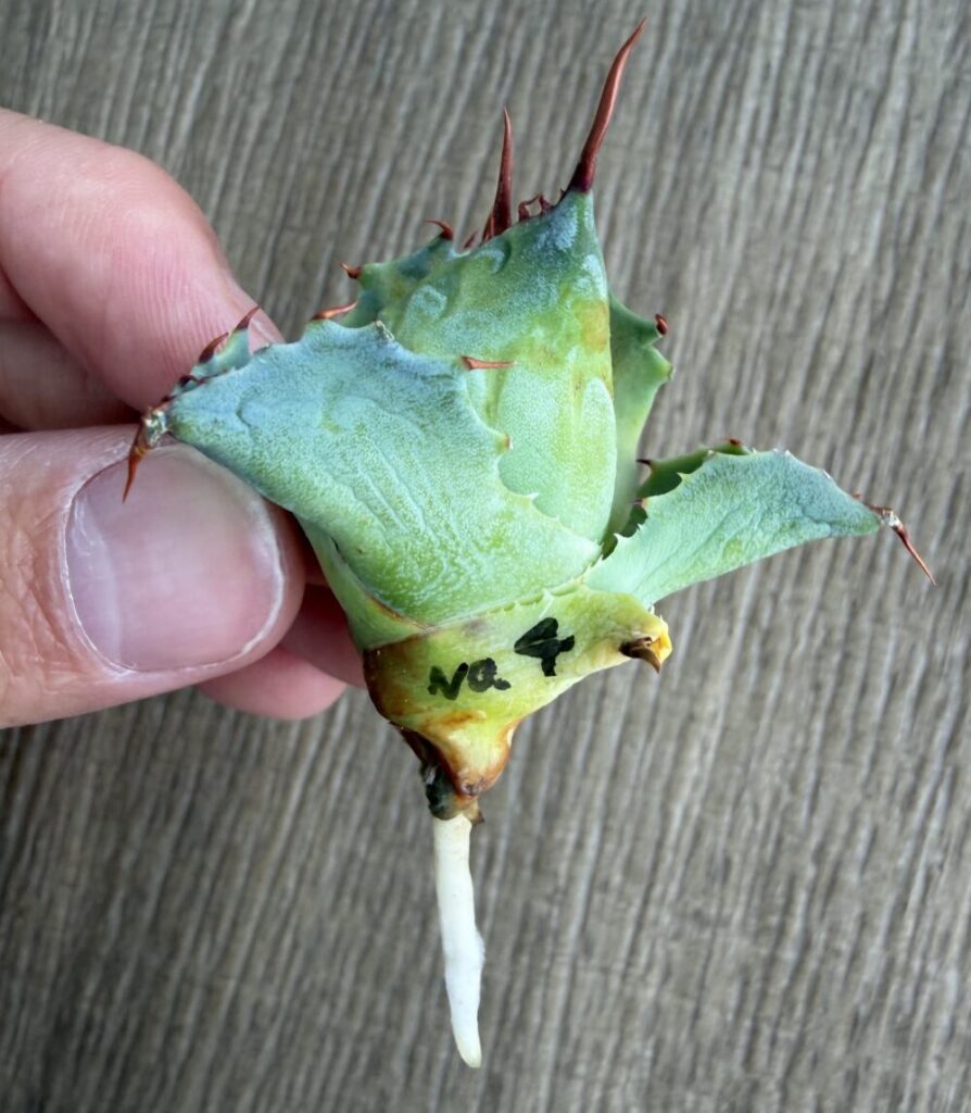 鉢上げのタイミング 根が2〜3cm以上に伸びたアガベの株