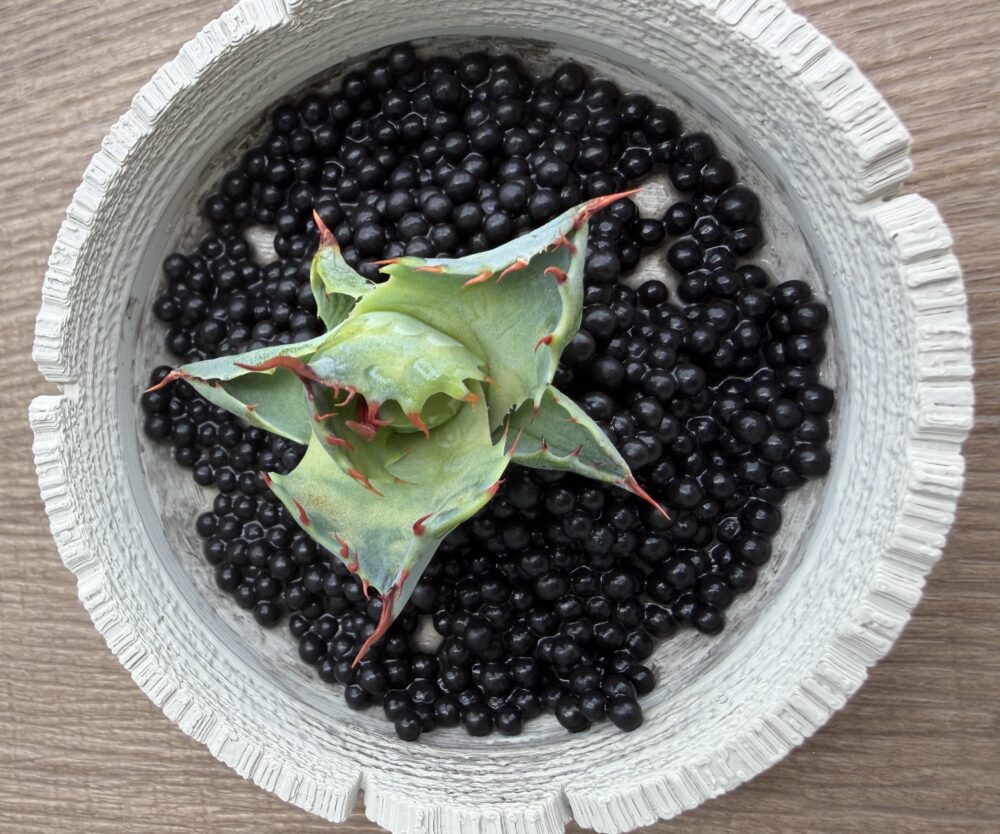 チャコボール発根管理1日目（2026.3.31）アガベをチャコボールにセットした初日の様子