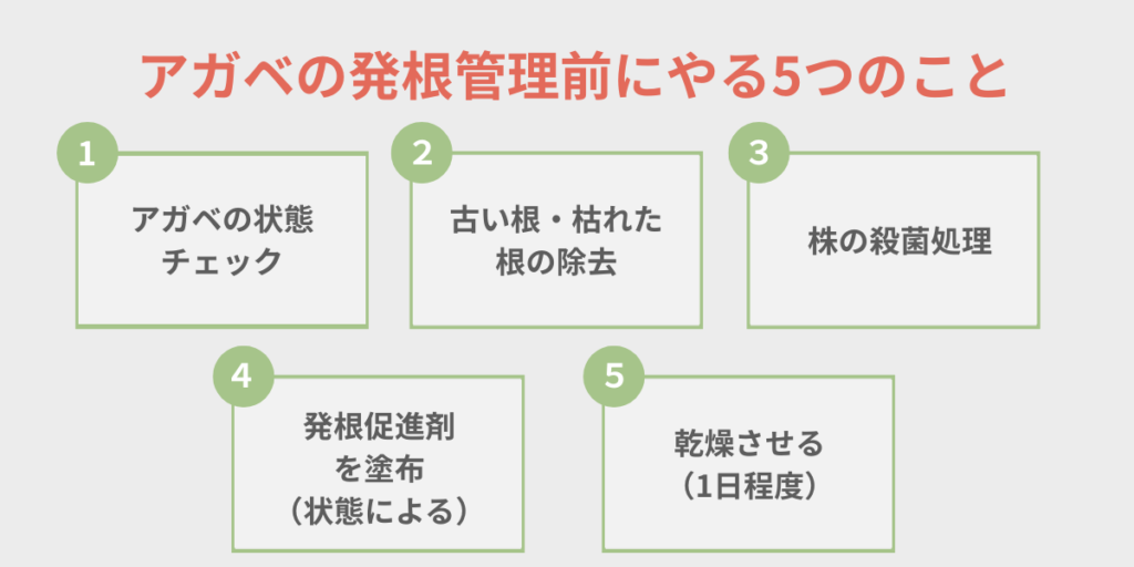 アガベの発根管理前にやる5つのこと（状態チェック・根の除去・殺菌・ルートン塗布・乾燥）の手順図