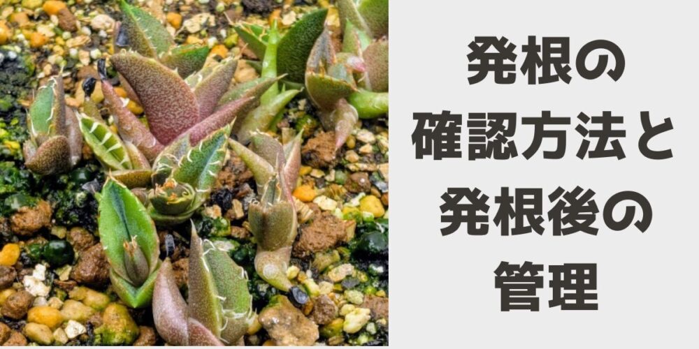 発根の確認方法と発根後の管理を解説するセクションの見出し画像（アガベの群生）