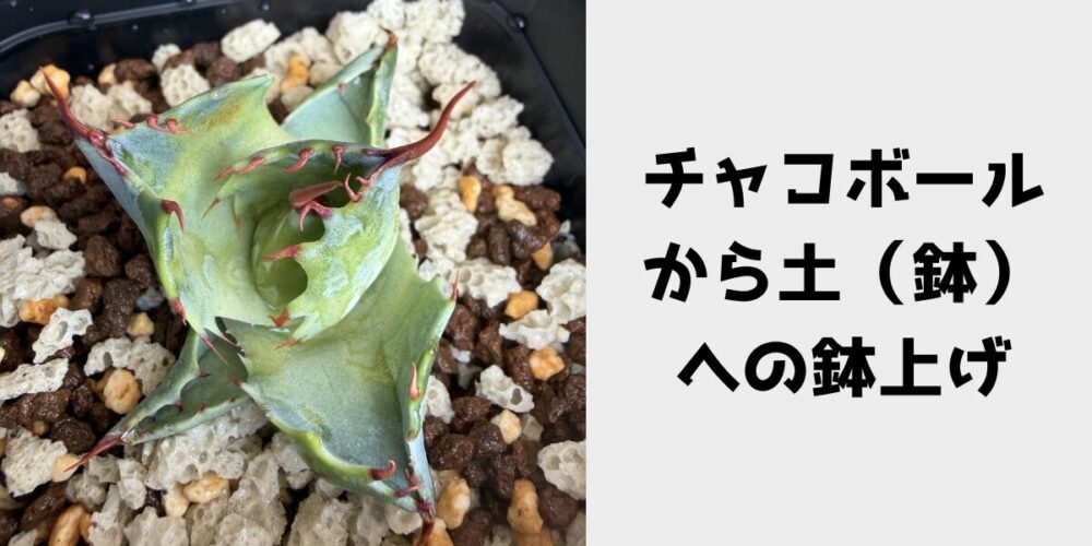 チャコボールから土（鉢）への鉢上げ 見出し画像