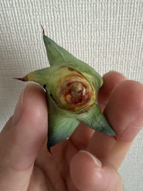 アガベの株を持ち上げて発根しているか確認している様子