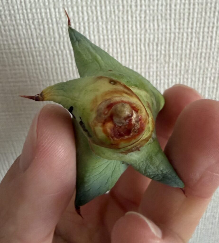 チャコボール発根管理2日目（2026.4.2）アガベ株元の状態