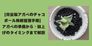 アガベのチャコボール発根管理方法のトップ画