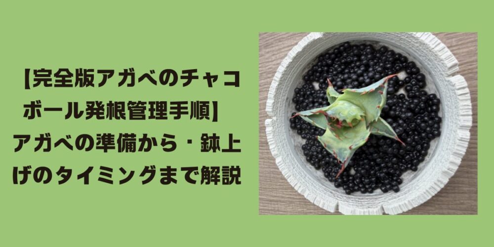 アガベのチャコボール発根管理方法のトップ画