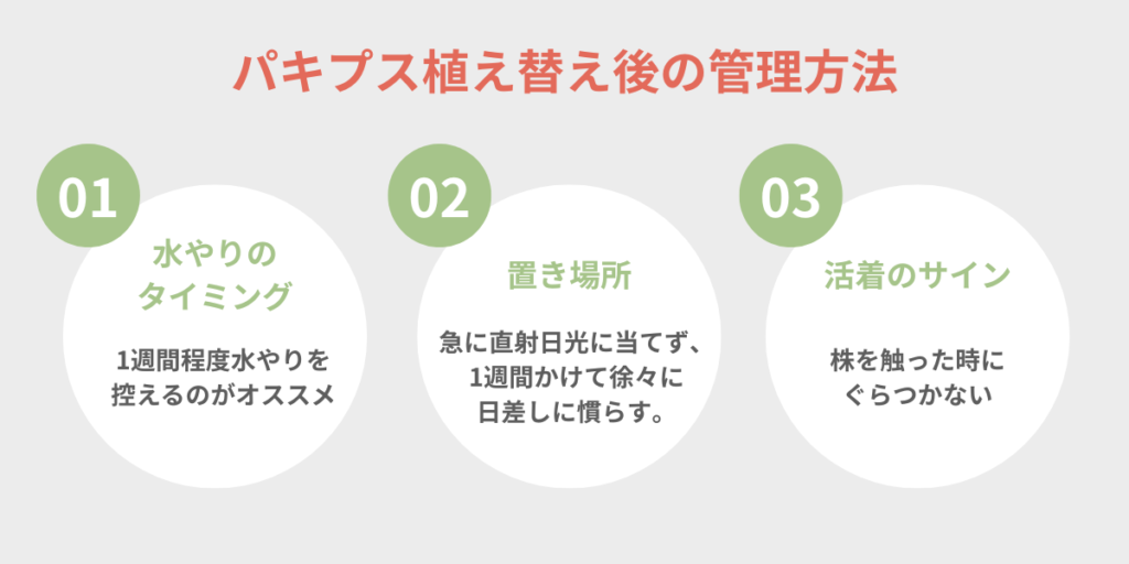 パキプス植え替え後の管理方法インフォグラフィック｜水やりのタイミング・置き場所・活着のサインの3つのポイント