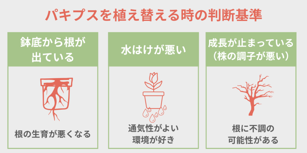 パキプスの植え替えサインを示すインフォグラフィック｜鉢底から根が出ている・水はけが悪い・成長が止まっているの3つの判断基準
