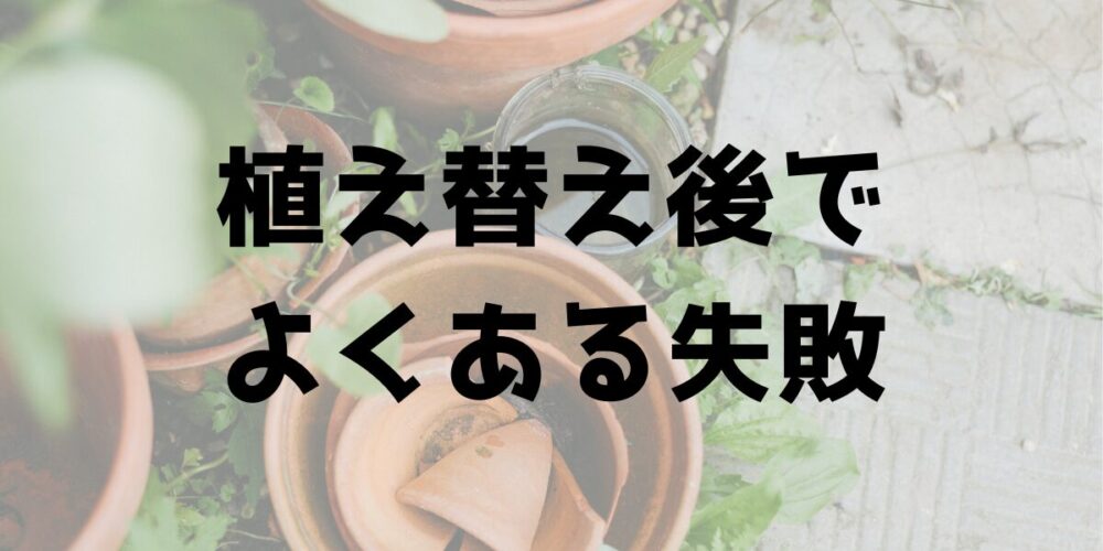 パキプス植え替え後によくある失敗を紹介するバナー画像