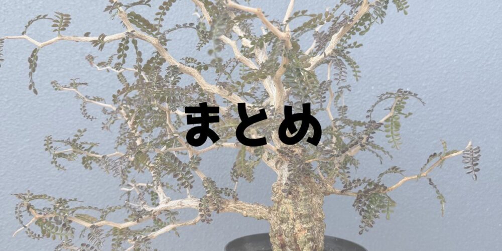 パキプスの植え替えまとめ記事のバナー画像（成木のパキプス）