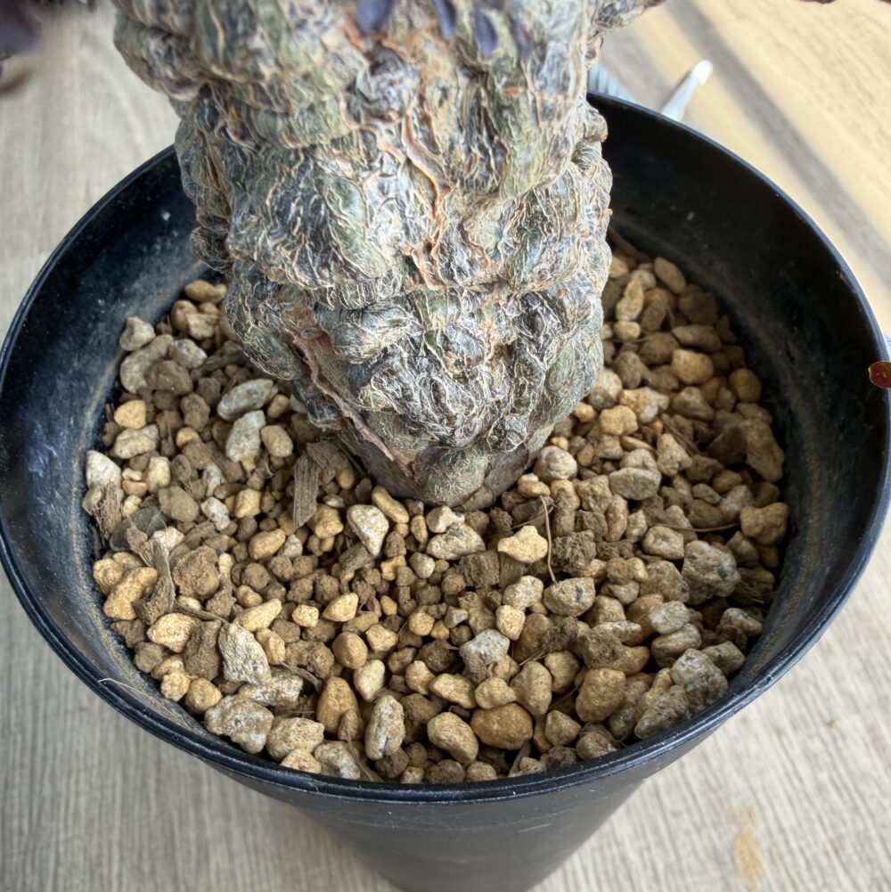 隙間を埋めた後にさらに用土を追加したパキプスの植え付け途中の様子