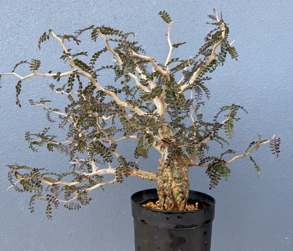 植え替え完成後のパキプス｜2026年春の植え替えで初めてまっすぐに植え込めた仕上がり