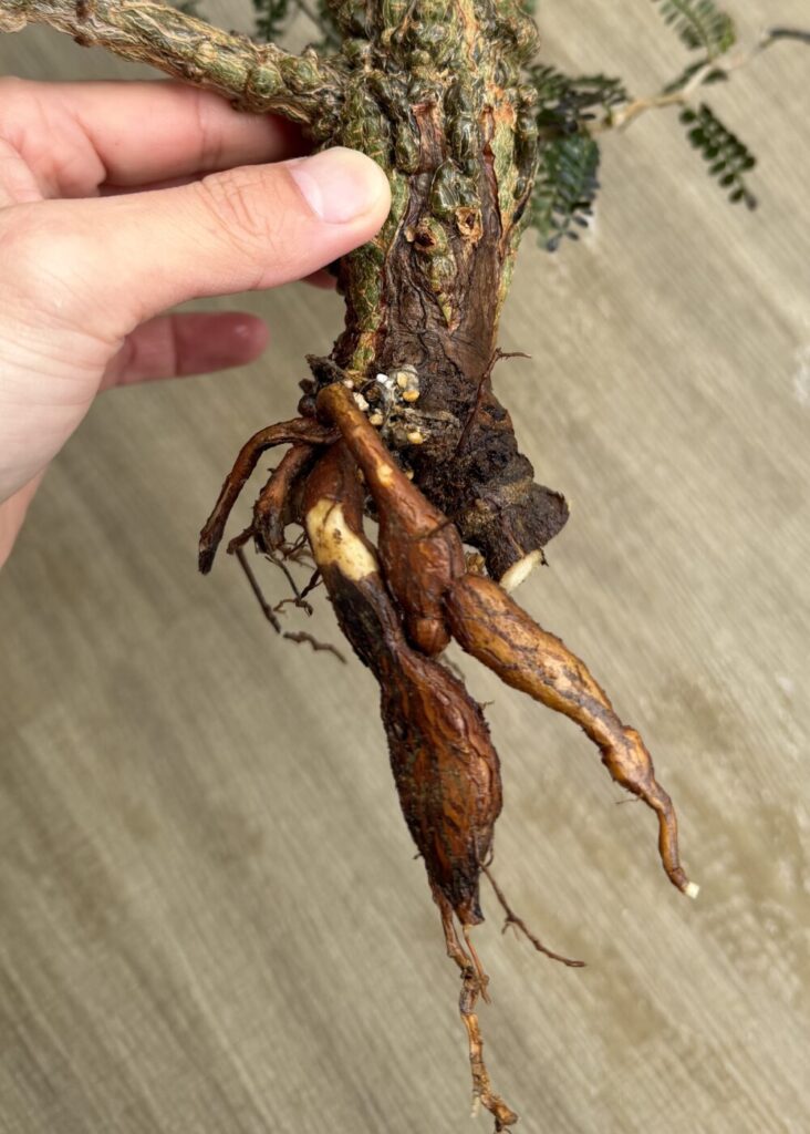 パワータンクを大部分採取し小さなパワータンクを2つ残したパキプスの根の状態