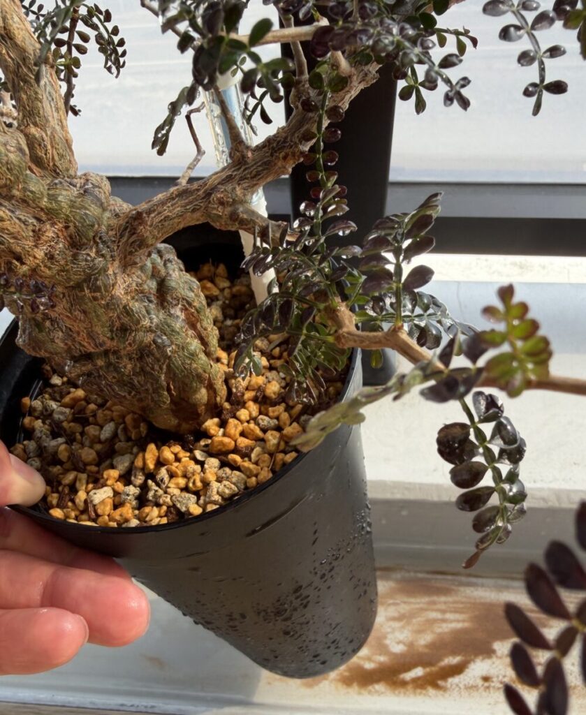 水やりで用土の微塵を落としているパキプスの植え替え後の様子