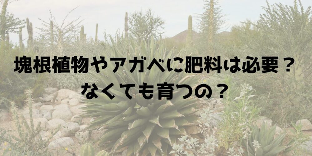 塊根植物やアガベに肥料は必要？なくても育つの？ 見出し画像