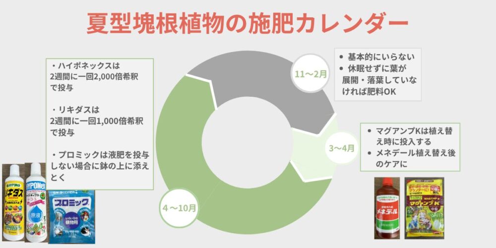 夏型塊根植物の施肥カレンダー 年間の肥料スケジュールをまとめた図解