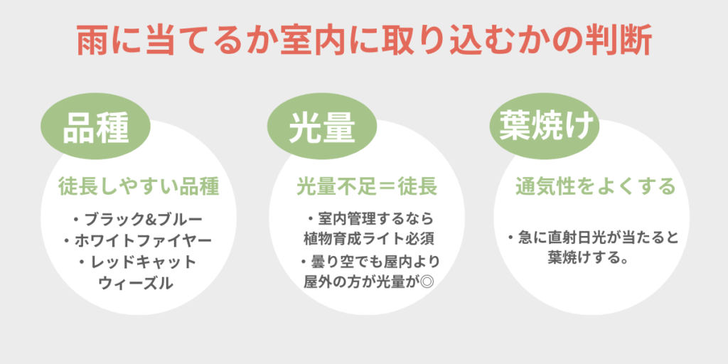 雨に当てるか室内に取り込むかの判断 品種・光量・葉焼けの3つの観点をまとめた図解