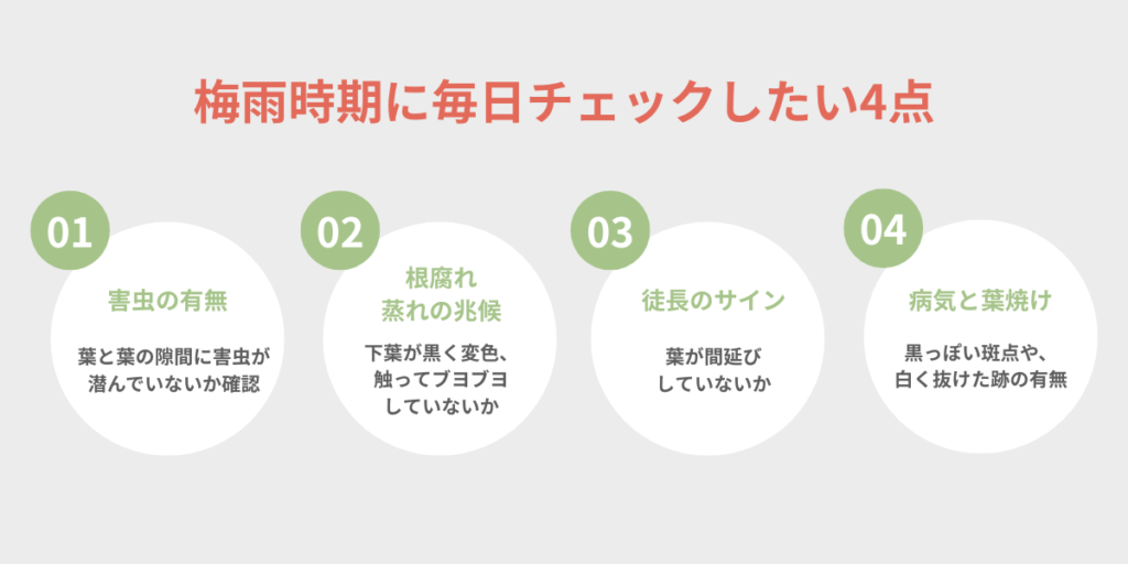 梅雨時期に毎日チェックしたい4点 害虫の有無・根腐れ蒸れの兆候・徒長のサイン・病気と葉焼けをまとめた図解