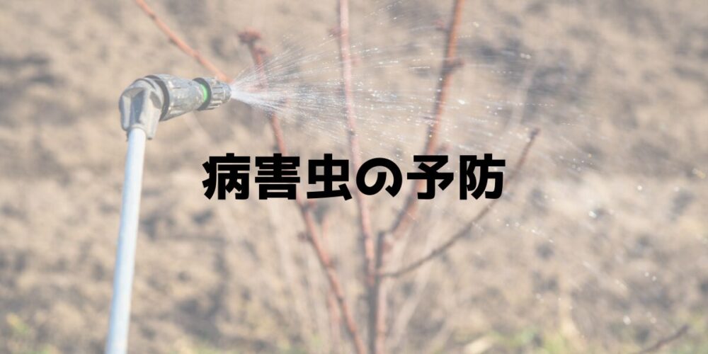 病害虫の予防 5月から継続のベニカX・花いとし 見出し画像
